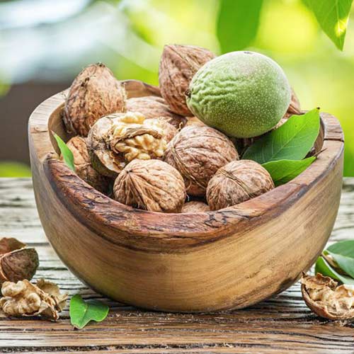 Орех грецкий Садко изображение 1 артикул 4178