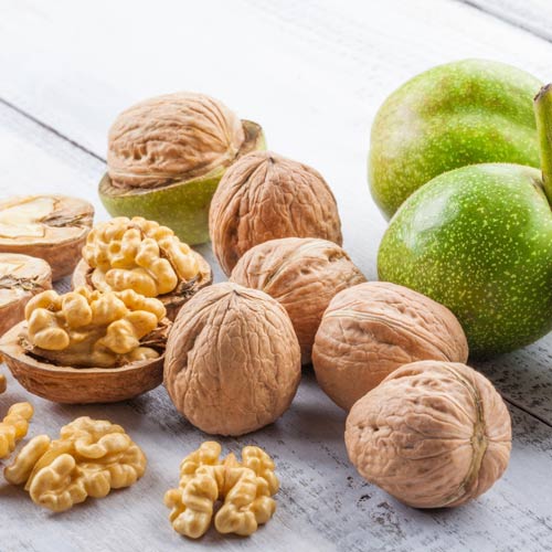 Орех грецкий Селекционер изображение 1 артикул 7932