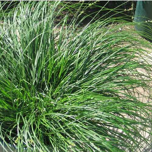 Осока Эвергрин изображение 1 артикул 01172
