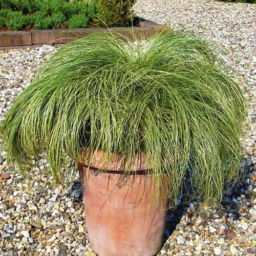 Осока Мист Амазон Престиж изображение 1 артикул 93238