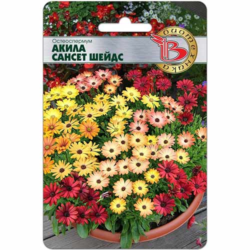 Остеоспермум Акила Сансет Шейдс, смесь окрасок Биотехника изображение 1 артикул 83980