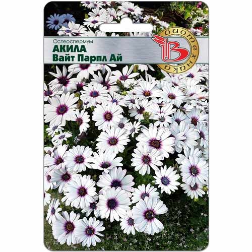 Остеоспермум Акила Вайт Парпл Ай Биотехника артикул фото 1 Остеоспермум Акила Вайт Парпл Ай Биотехника изображение 1 артикул 40432