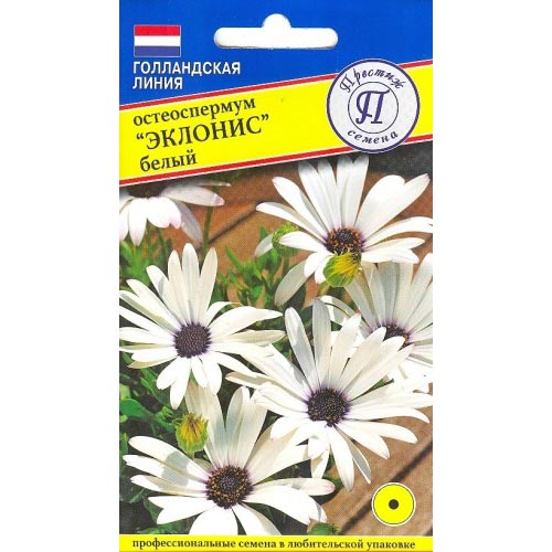 Остеоспермум Эклонис белый изображение 1 артикул 93239