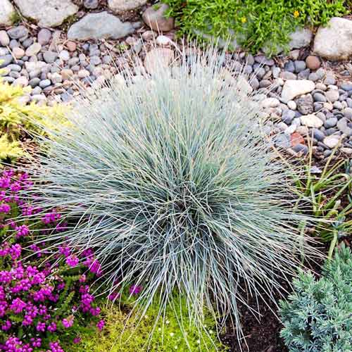 Овсяница Голубая кочка изображение 1 артикул 69960