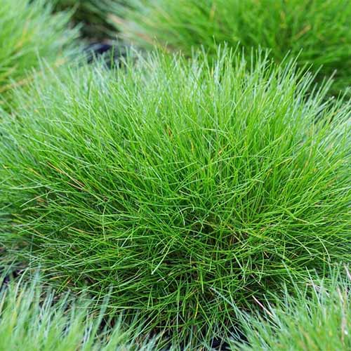 Овсяница метельчатая изображение 1 артикул 01382