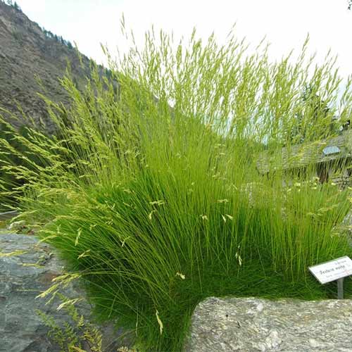 Овсяница овечья изображение 1 артикул 01383