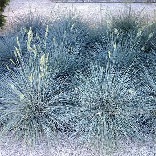 Овсяница сизая Айс Блю изображение 1 артикул 01384