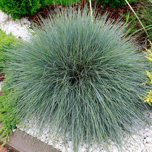 Овсяница сизая Элайджа Блю изображение 1 артикул 01170