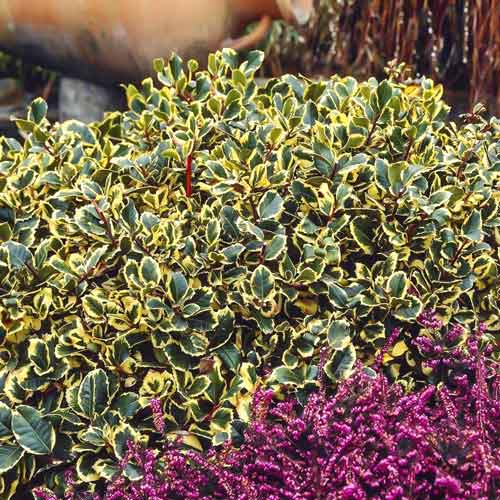 Падуб альтаклеренсис Голден Кинг артикул фото 1 Падуб альтаклеренсис Голден Кинг изображение 1 артикул 9540