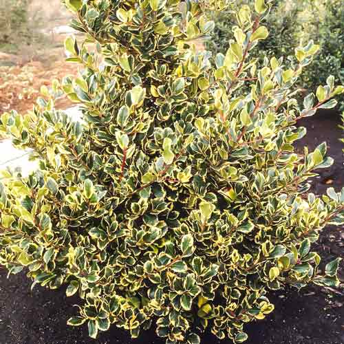 Падуб альтаклеренсис Голден Кинг артикул фото 2 Падуб альтаклеренсис Голден Кинг изображение 2 артикул 9540