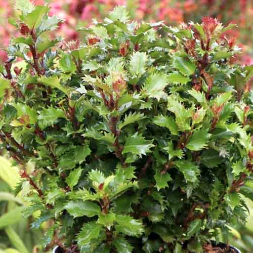 Падуб Литл Раскал изображение 1 артикул 4745