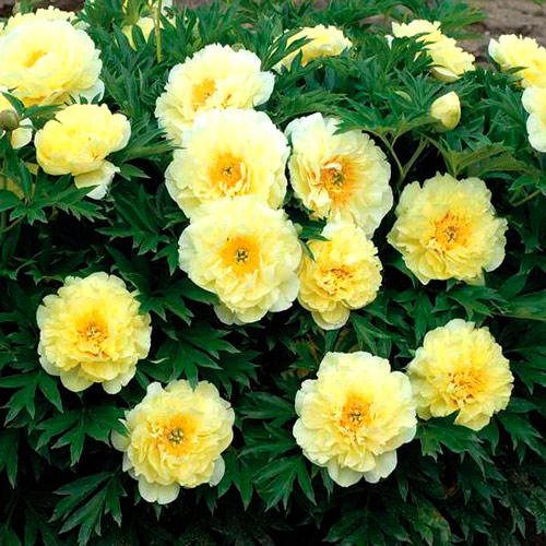 Пион-Ито Ориентал Голд артикул фото 2 Пион-Ито Ориентал Голд изображение 2 артикул 7254