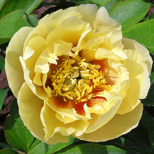 Пион-Ито Ориентал Голд артикул фото 1 Пион-Ито Ориентал Голд изображение 1 артикул 7254