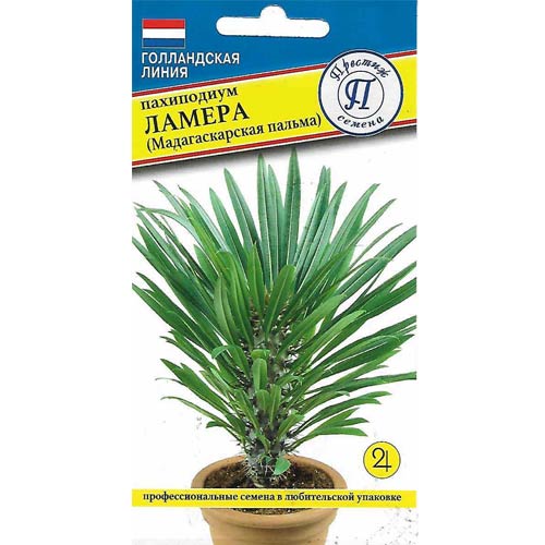 Пахиподиум Ламера Престиж изображение 1 артикул 85444