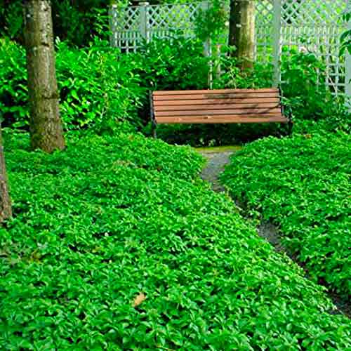 Пахизандра Грин Карпет изображение 2 артикул 68739