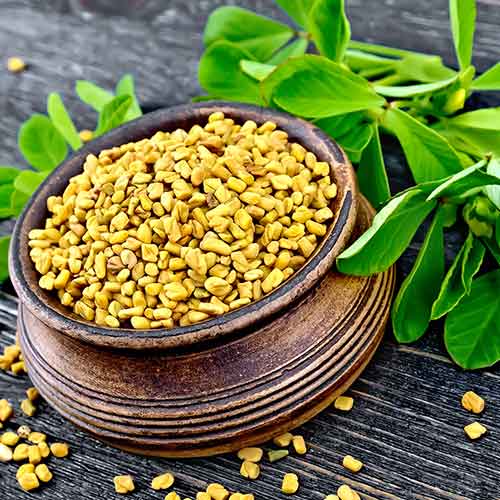 Пажитник Шамбала Седек артикул фото 1 Пажитник Шамбала Седек изображение 1 артикул 84913