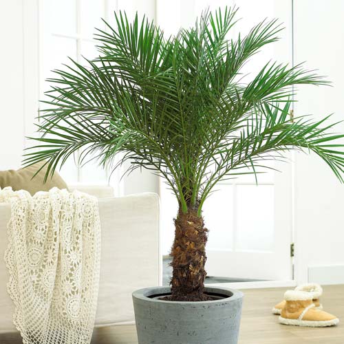 Пальма Финиковая артикул фото 1 Пальма Финиковая изображение 1 артикул 69961