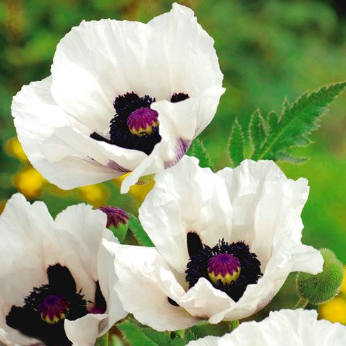 Мак Блэк энд Уайт изображение 1 артикул 7256