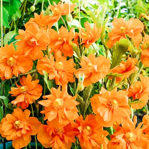 Папавер Танжерин Парфайт  артикул фото 1 Папавер Танжерин Парфайт  изображение 1 артикул 69962