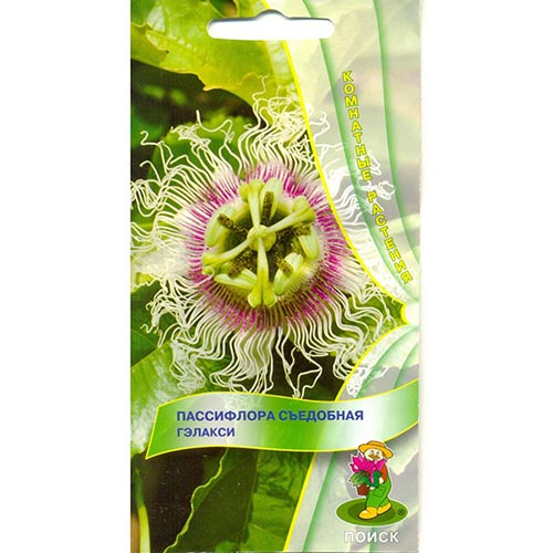 Пассифлора съедобная Гэлакси Поиск изображение 1 артикул 93079