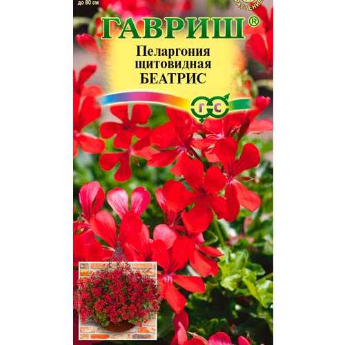 Пеларгония ампельная Беатрис Гавриш артикул фото 1 Пеларгония ампельная Беатрис Гавриш изображение 1 артикул 87919