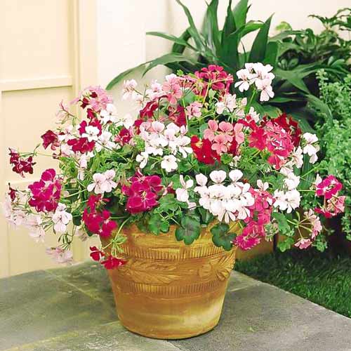 Пеларгония ампельная Летний дождь, смесь окрасок изображение 1 артикул 66102