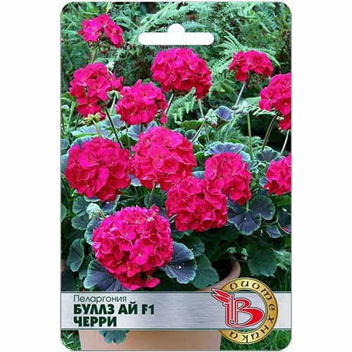 Пеларгония Буллз Ай Черри F1 Биотехника изображение 1 артикул 74100