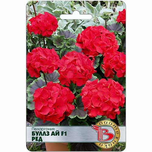 Пеларгония Буллз Ай Ред F1 Биотехника изображение 1 артикул 74097