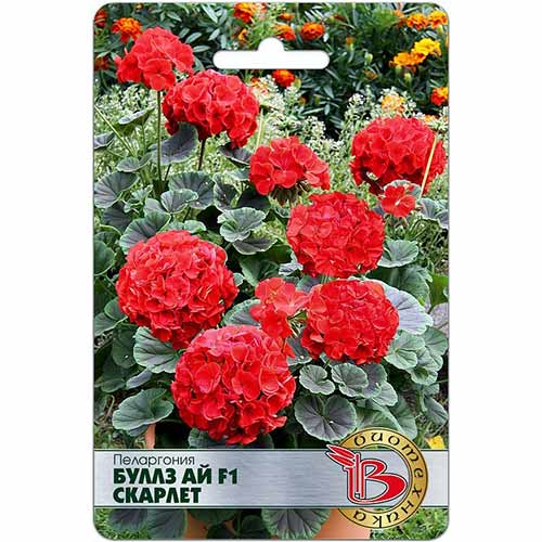 Пеларгония Буллз Ай Скарлет F1 Биотехника изображение 1 артикул 74099