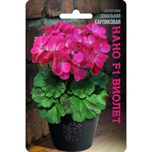 Пеларгония карликовая Нано Виолет F1 Биотехника изображение 1 артикул 91597