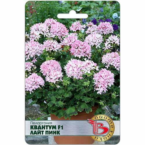 Пеларгония Квантум Лайт Пинк F1 Биотехника изображение 1 артикул 74101