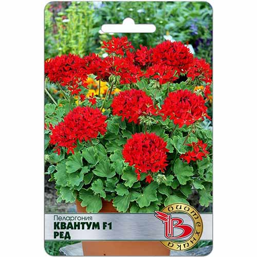 Пеларгония Квантум Ред F1 Биотехника изображение 1 артикул 74102