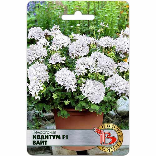 Пеларгония Квантум Вайт F1 Биотехника артикул фото 1 Пеларгония Квантум Вайт F1 Биотехника изображение 1 артикул 84632