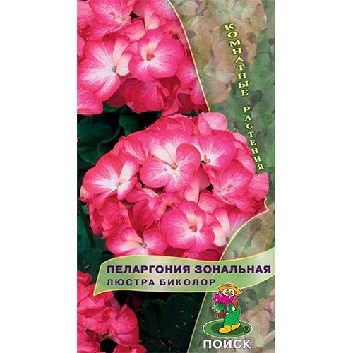 Пеларгония Люстра Биколор Поиск изображение 1 артикул 93080