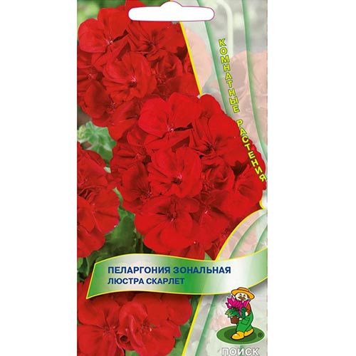 Пеларгония Люстра Скарлет Поиск изображение 1 артикул 93084
