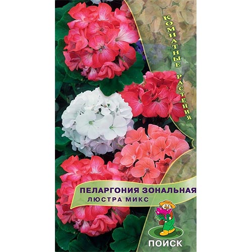 Пеларгония Люстра, смесь окрасок Поиск изображение 1 артикул 93085