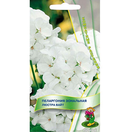 Пеларгония Люстра Вайт Поиск изображение 1 артикул 93081