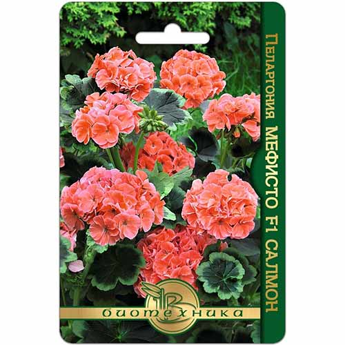 Пеларгония Мефисто Салмон F1 Биотехника изображение 1 артикул 74839
