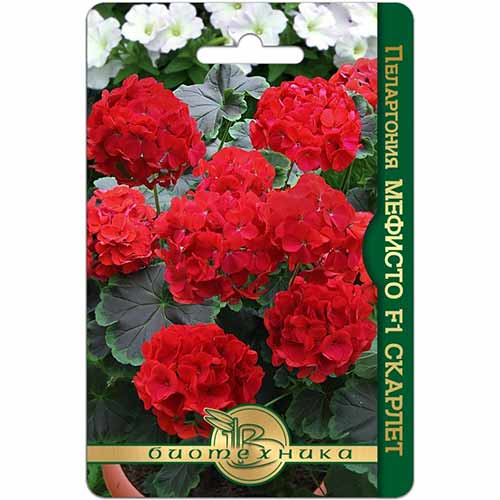 Пеларгония Мефисто Скарлет F1 Биотехника изображение 1 артикул 74840