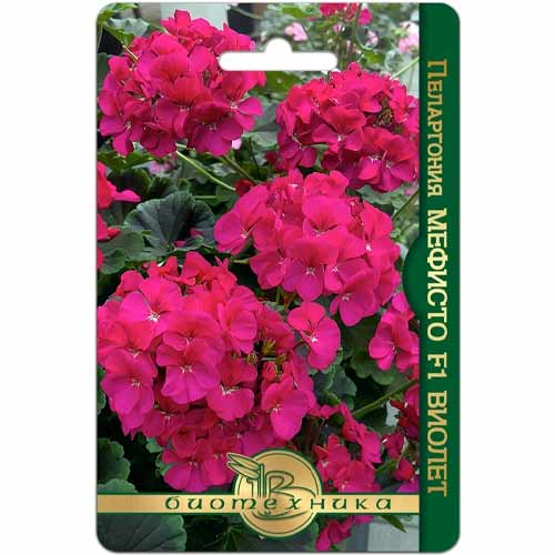 Пеларгония Мефисто Виолет F1 Биотехника артикул фото 1 Пеларгония Мефисто Виолет F1 Биотехника изображение 1 артикул 40434