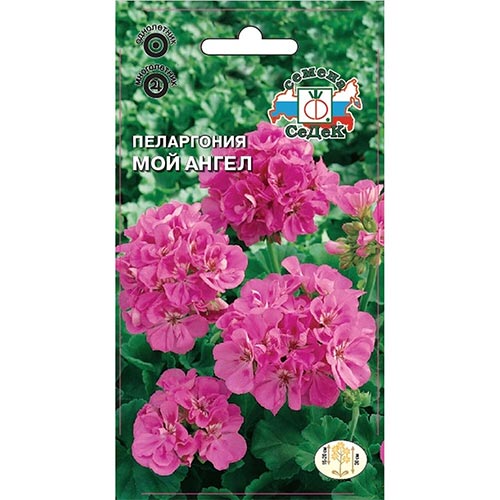 Пеларгония Мой Ангел Седек изображение 1 артикул 93932