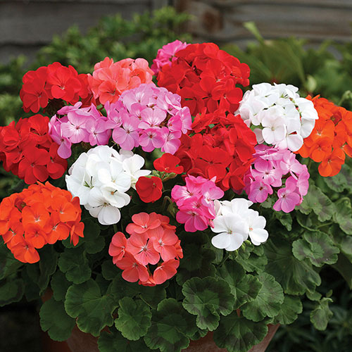 Пеларгония Мулатка F1, смесь окрасок Premium Seeds изображение 1 артикул 83920