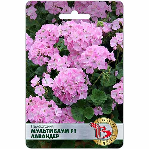 Пеларгония Мультиблум Лавандер F1 Биотехника изображение 1 артикул 84635