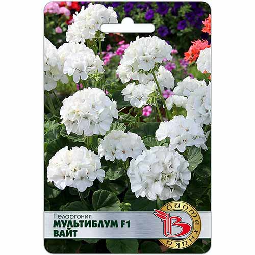 Пеларгония Мультиблум Вайт F1 Биотехника артикул фото 1 Пеларгония Мультиблум Вайт F1 Биотехника изображение 1 артикул 84633