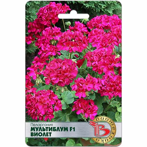 Пеларгония Мультиблум Виолет F1 Биотехника изображение 1 артикул 84634