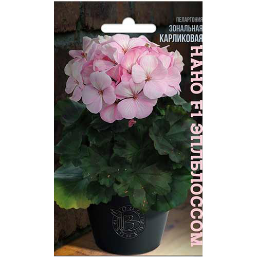 Пеларгония зональная карликовая Нано Эплблоссом F1 Биотехника изображение 1 артикул 82698