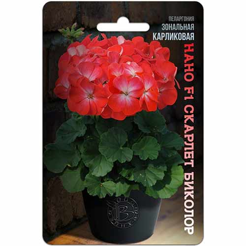 Пеларгония Нано Скарлет Биколор F1 Биотехника изображение 1 артикул 84631