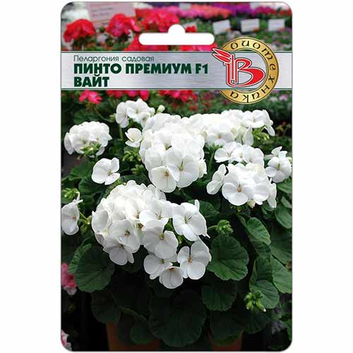 Пеларгония Пинто Премиум Вайт F1 Биотехника изображение 1 артикул 84643