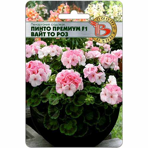 Пеларгония садовая Пинто Премиум Вайт то Роз F1 Биотехника изображение 1 артикул 84644