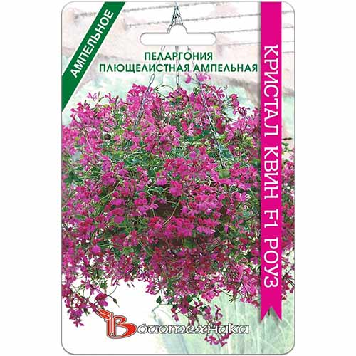 Пеларгония плющелистная ампельная Кристал Квин Роуз F1 Биотехника изображение 1 артикул 74106